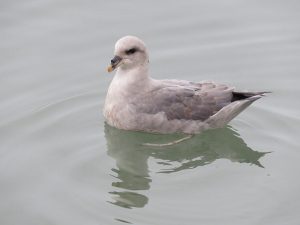 An Arctic fulmar next to the boat