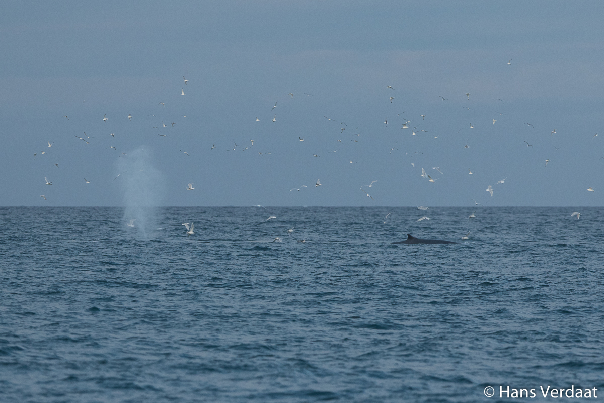 Whales and birds surrounded us on our from our first sampling location (photo by Hans Verdaat)