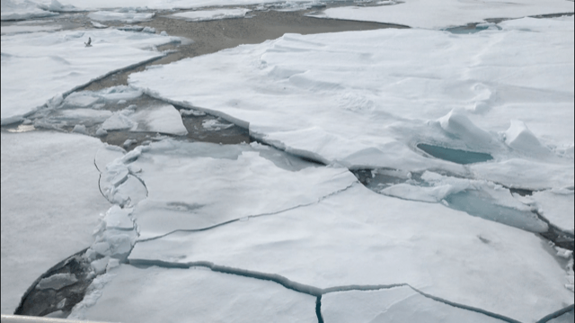 The movement of ice floes as Plancius moved through them on the Arctic waters resembled continental movements, but on a much smaller scale. (photo by Anneke van den Brink)