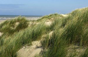 web-72-dpi-shutterstock_36862210_zee_duinen