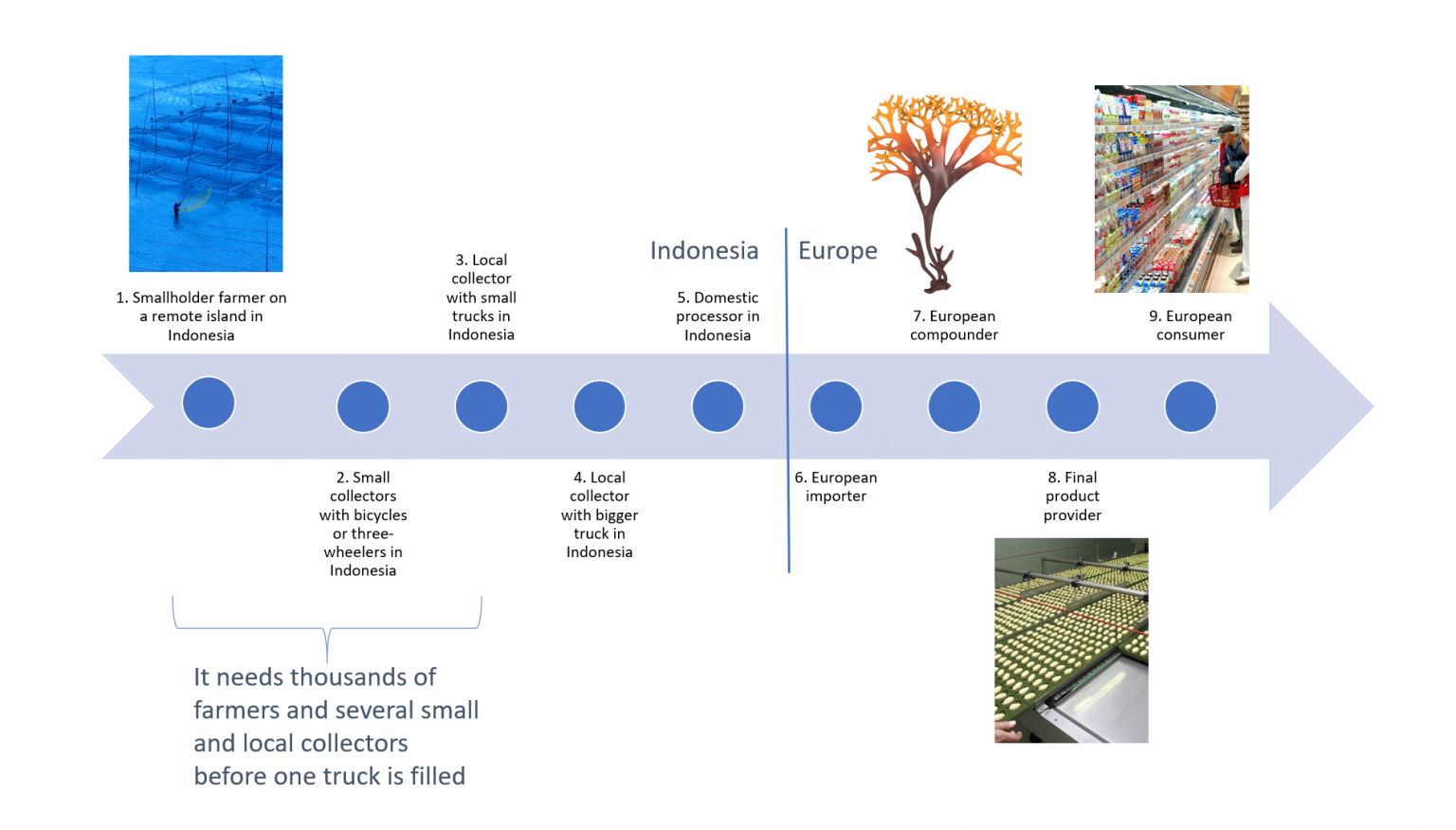 Why the invisible crop seaweed is so significant for our ...