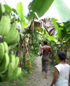 Banana trees Bangladesh