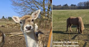 Animals around Wageningen