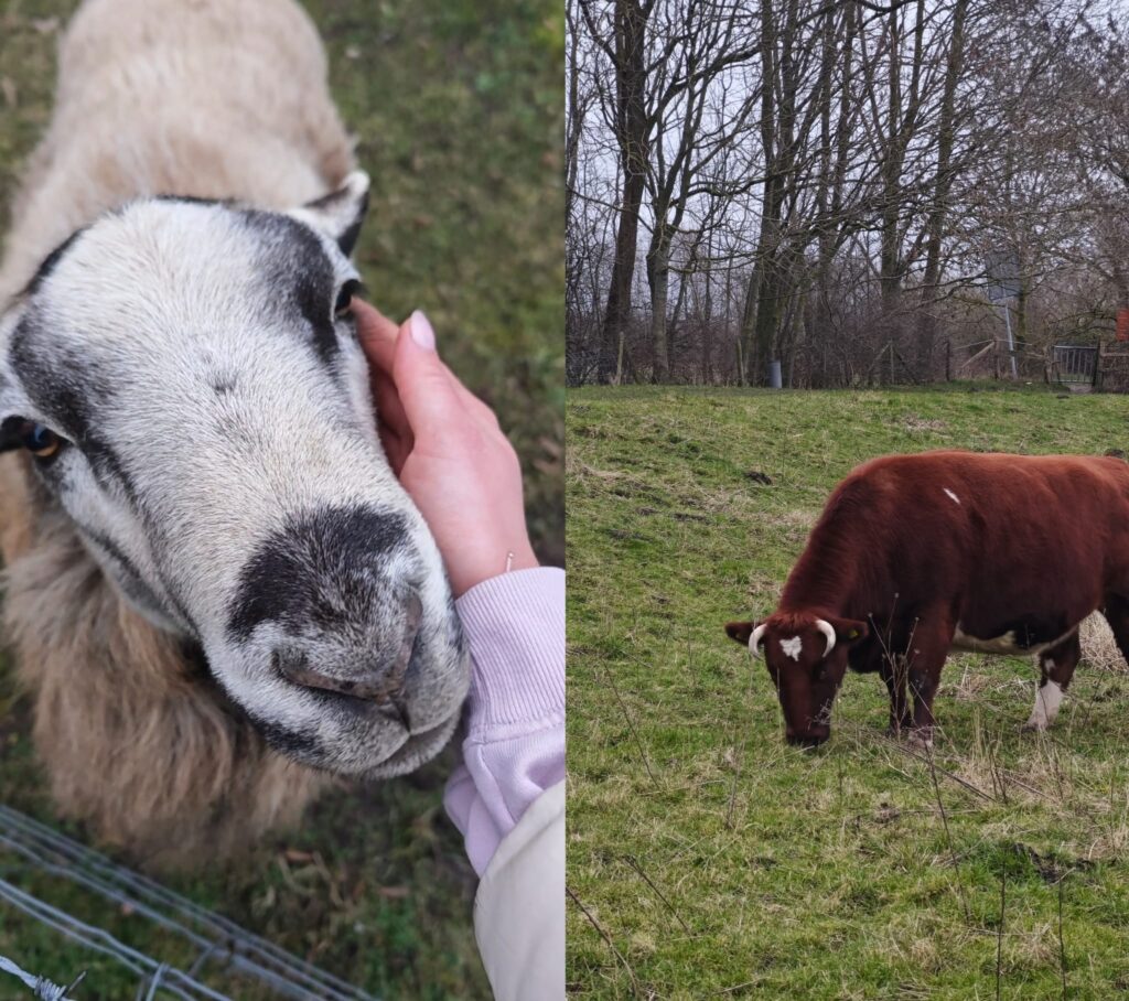 Animals at the Rhine RIver