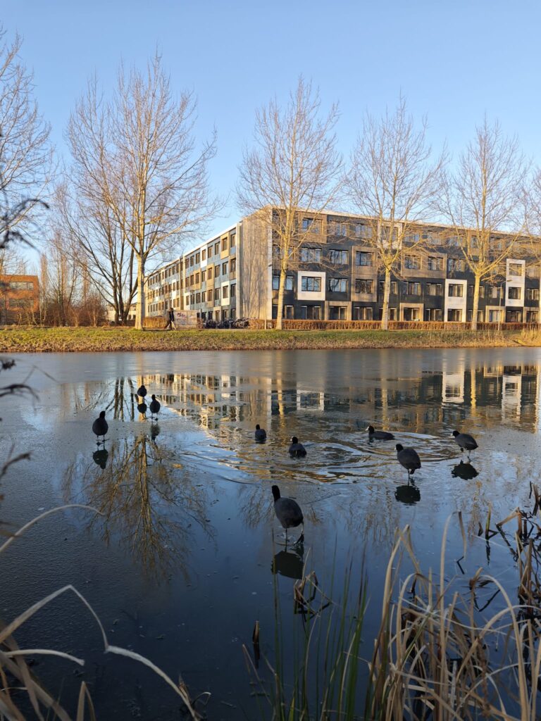 Birds in front of student building