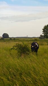 cows at the Rhine