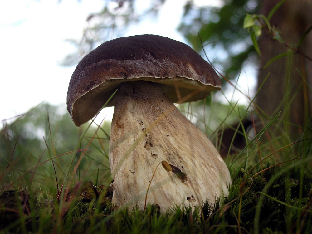 Boletus Edulis (porcini mushroom). Photo: Wim Ozinga