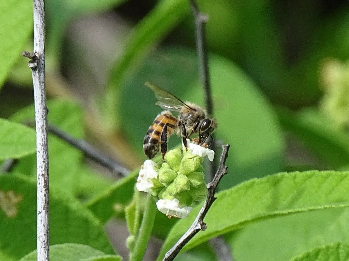 Honey bee (Aruba)