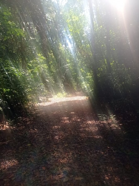 Figure 1: Sun rays penetrating forest canopy at noon.