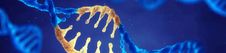 Potential applications of gene technology CRISPR-Cas