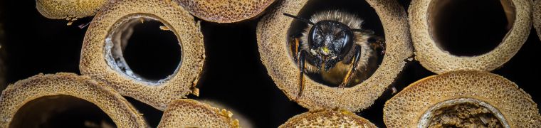 Help the wild bee - mason bee in bee hotel