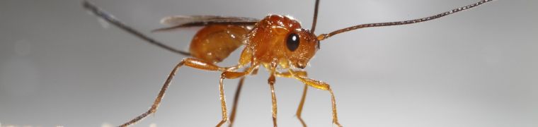 Parasitic wasp inspires advancements in surgery