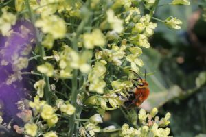 Large-scale collaboration on nature restoration