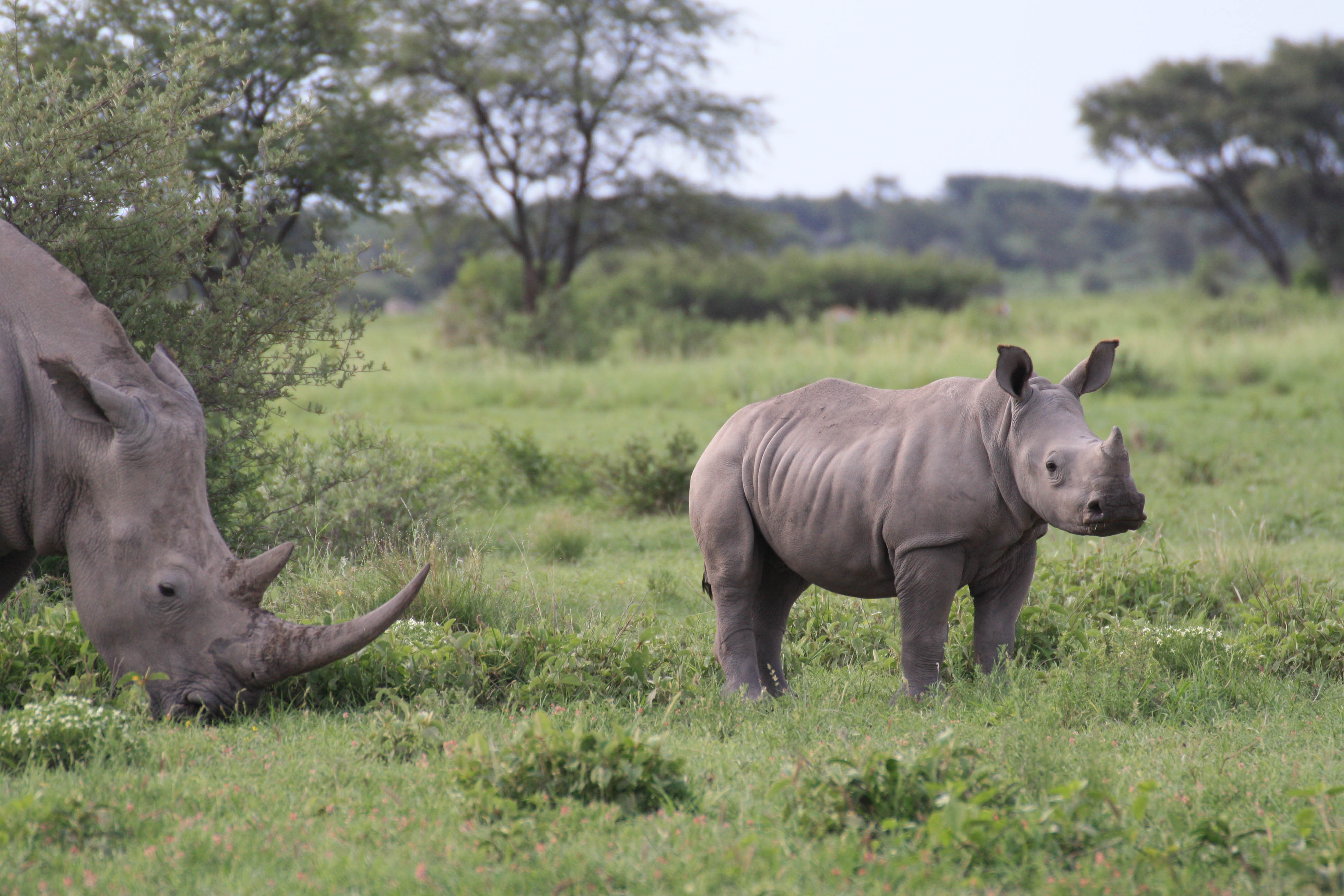 Anti-poaching technology - Spotlight