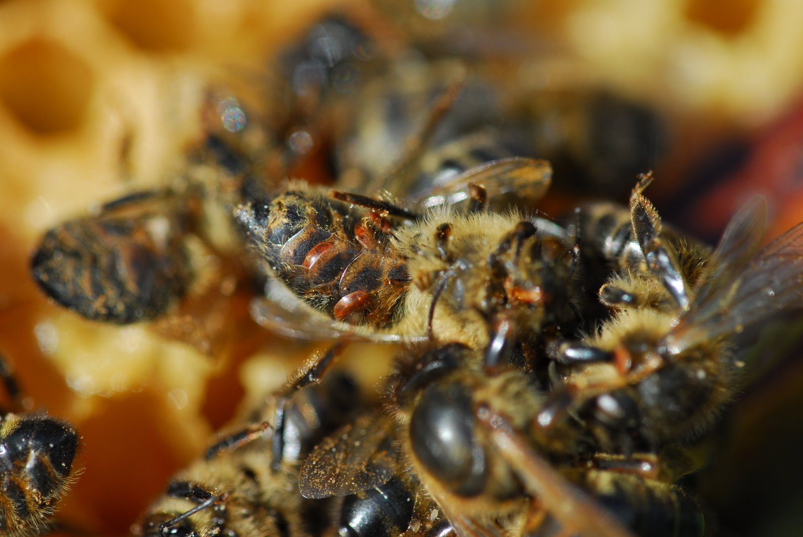Dead bees with varroa mites between the segments of the abdomen of the bees