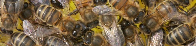 Nature makes honeybees resilient