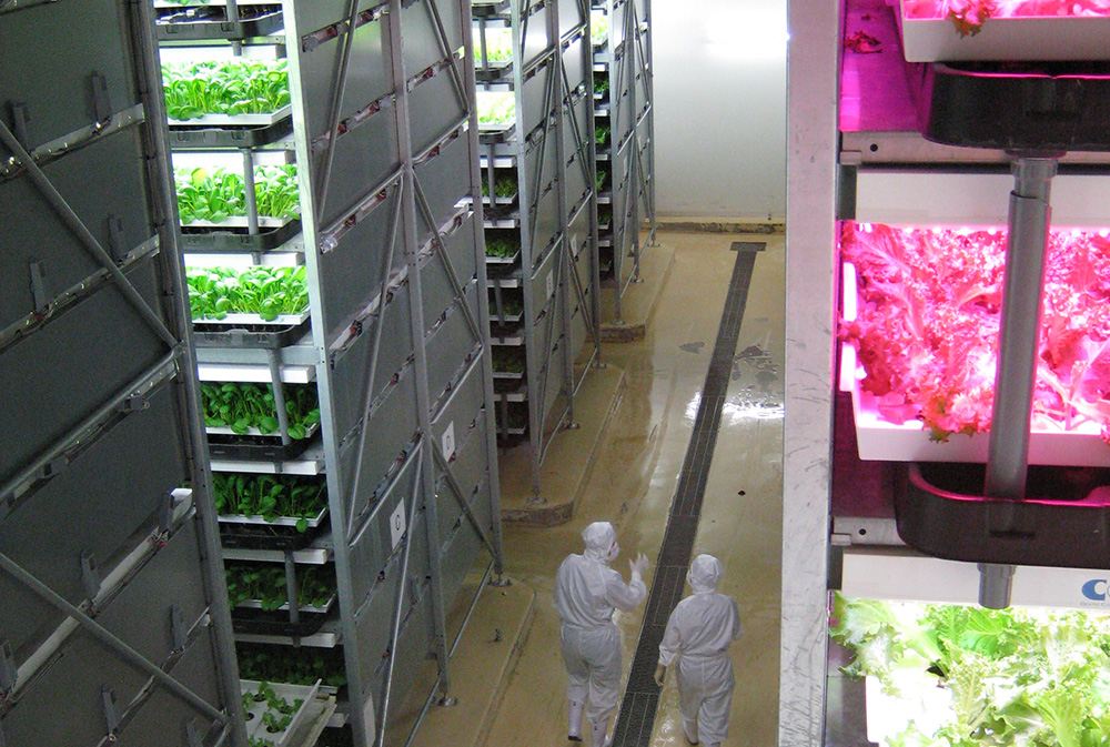 Vertical farming: growing vegetables in the city
