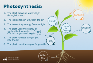 plant photosynthesis